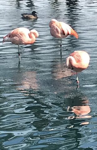 Love the Water